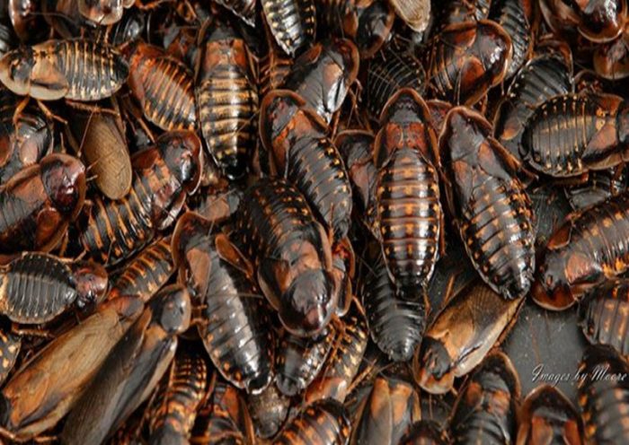 Is Your Dubia Roaches Not Breeding? Fix the Problem Now | Cubbrasil .net