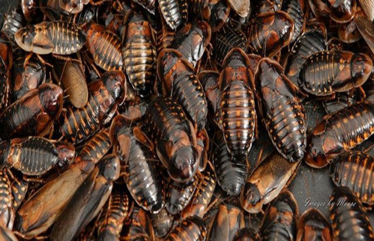 Is Your Dubia Roaches Not Breeding? Fix the Problem Now